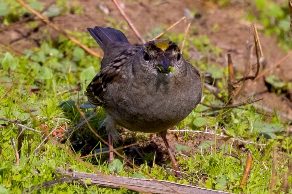 Cosumnes River Trail