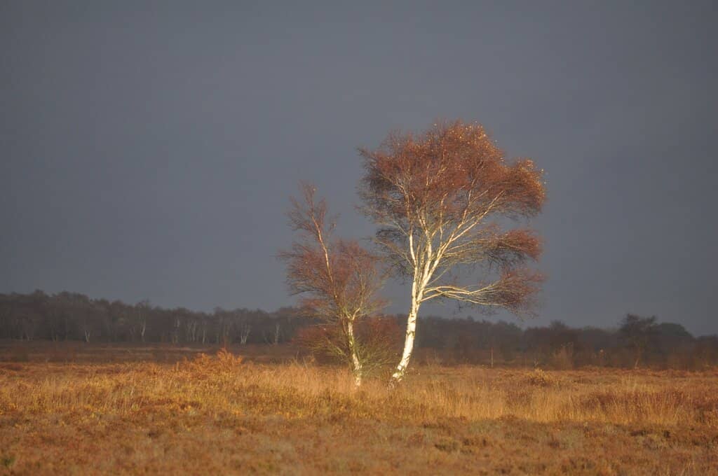 Tiny Thatched Cottage
