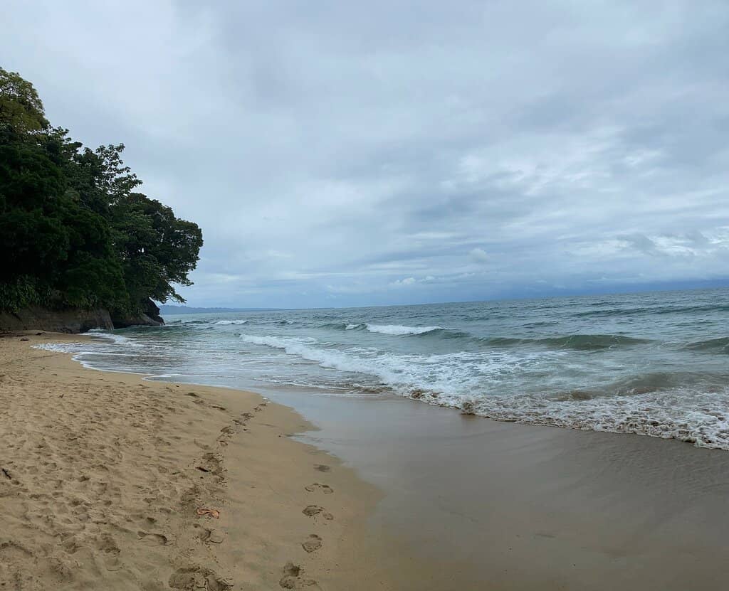 The Famous Coconut Palm Tree