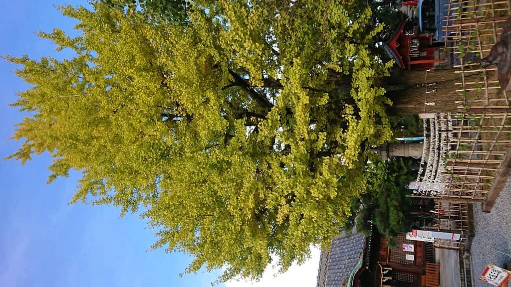 Tenjin and Inari Shrines