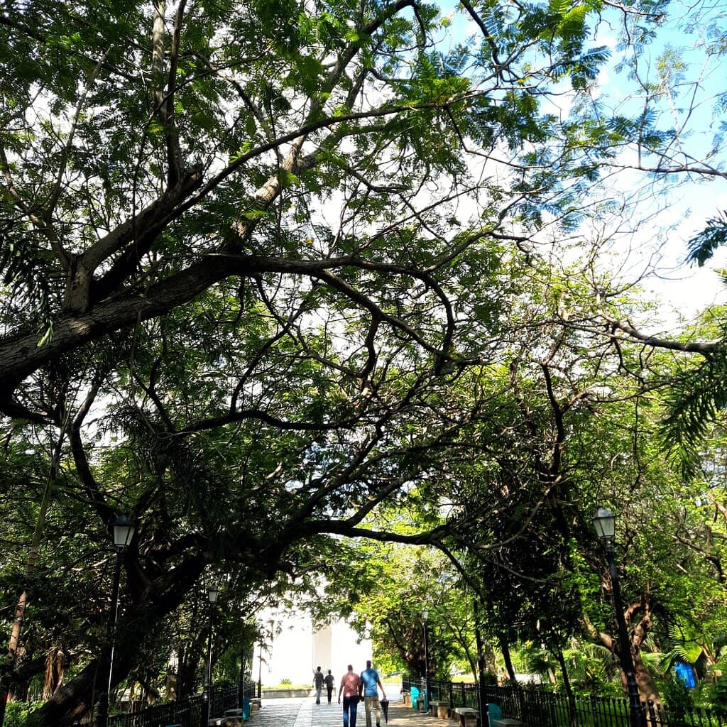 Lush Greenery & Shade