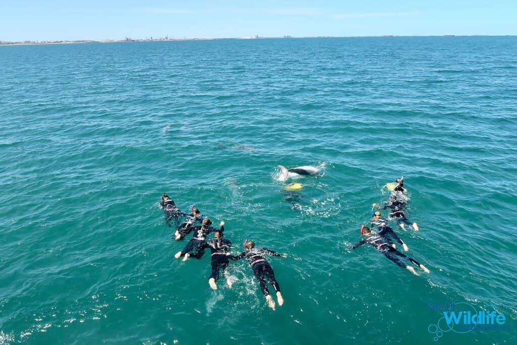 Little Penguin Spotting