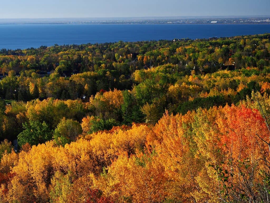 Hawk Migration Spectacle