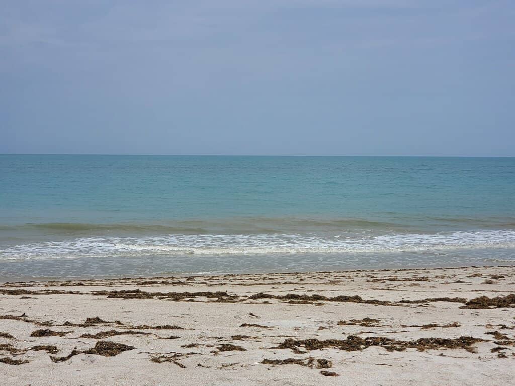 Sea Turtle Sightings