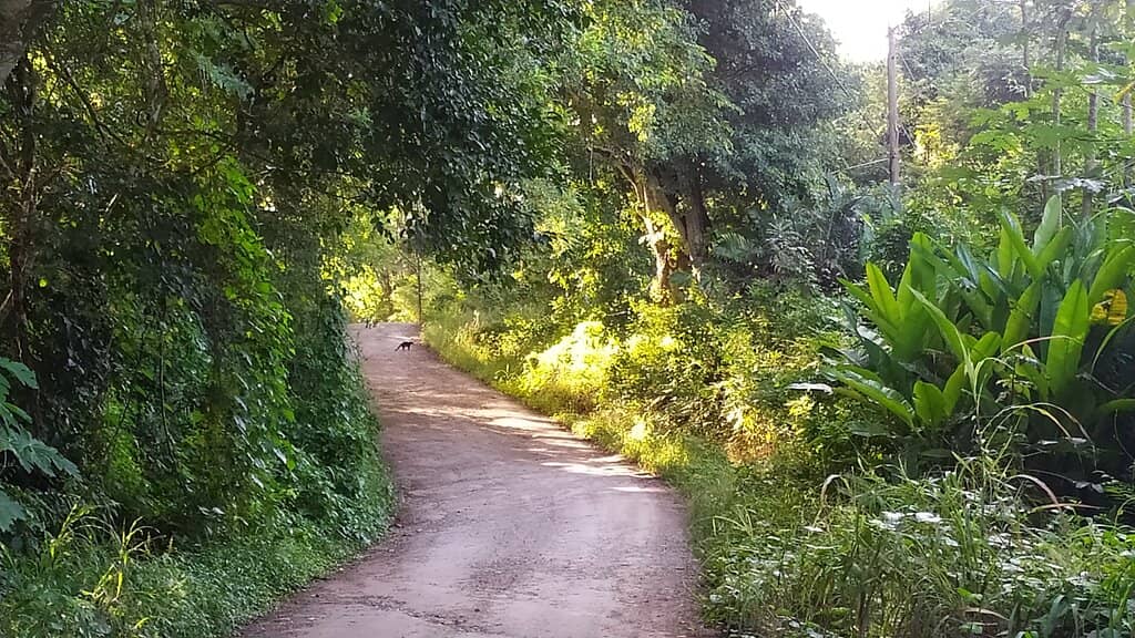 Bioluminescence Experience