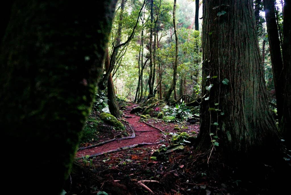 Nature Trails & Lush Flora