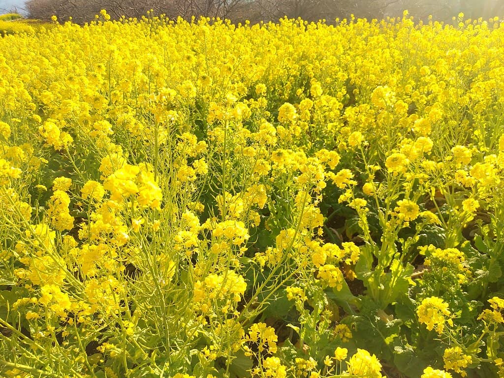 Panoramic Mt. Fuji & Ocean Views
