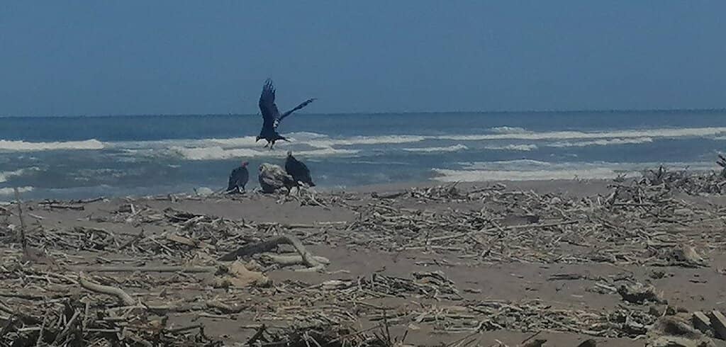 Desert Meets Wetlands