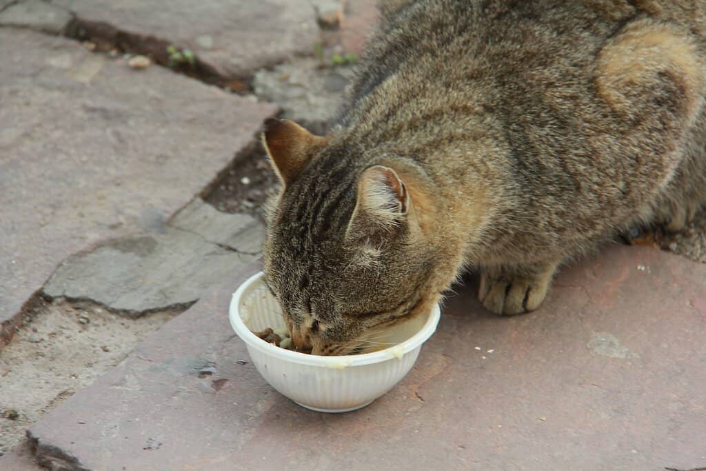 Mountain Restaurants & Cafes