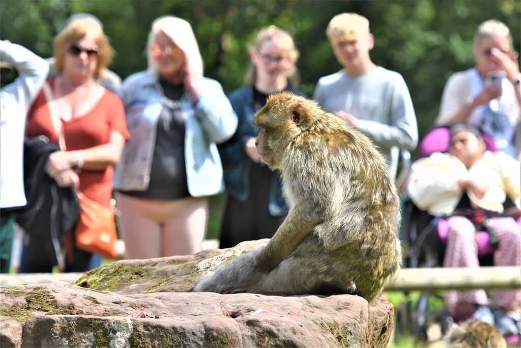 Free-Roaming Barbary Macaques