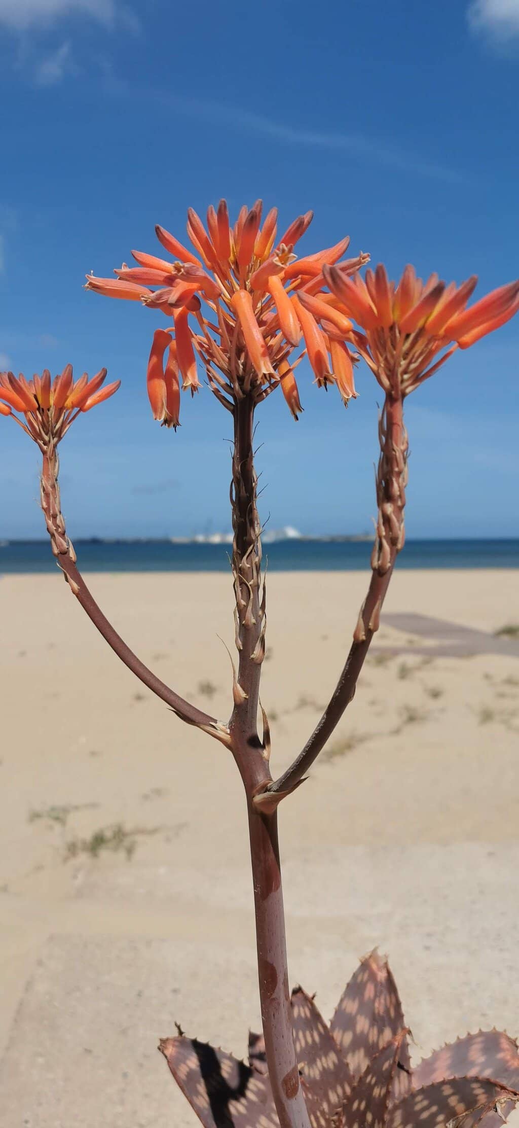 Family-Friendly Atmosphere