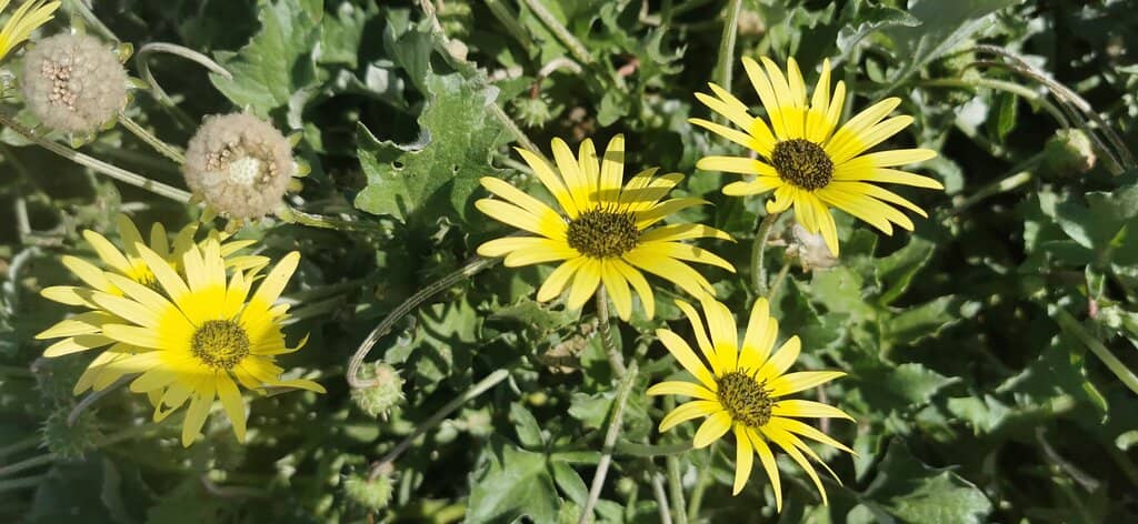 Complimentary Umbrellas