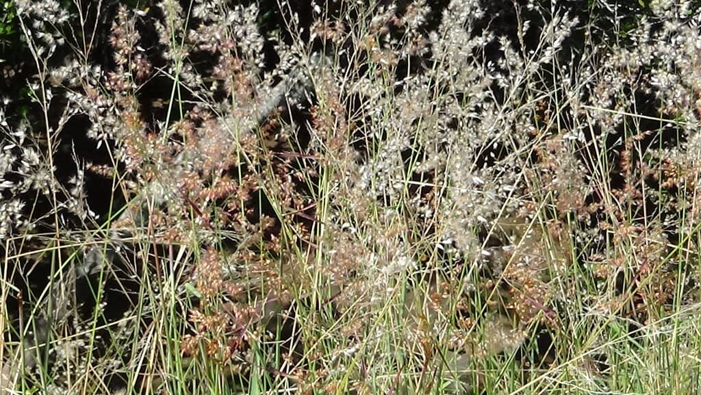 Shaws Bay Adventure Playground