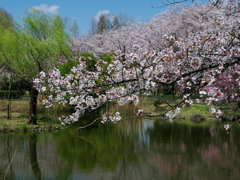 Cherry Blossom Lined Trails
