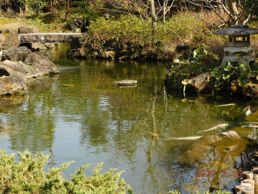 Koi Pond