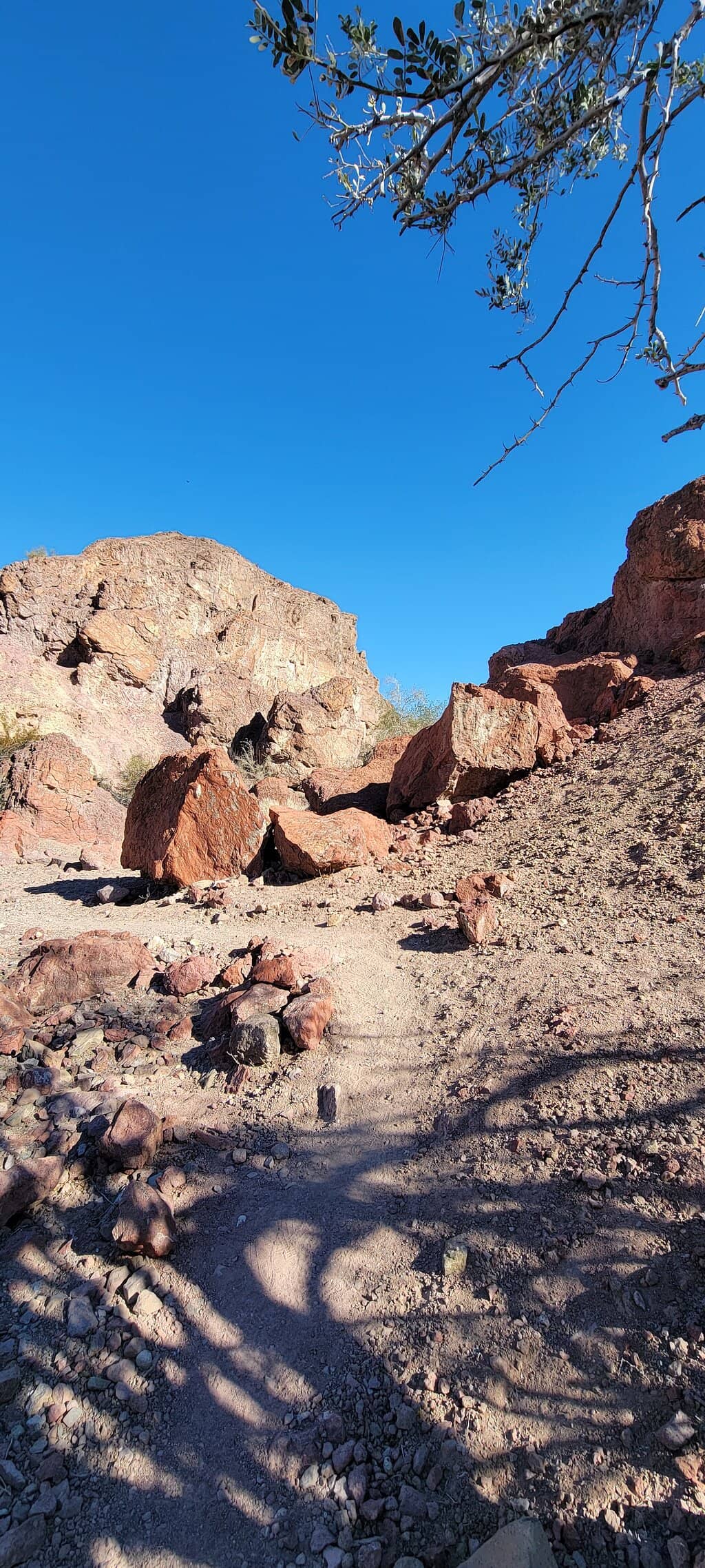 Colorado River Waterfowl