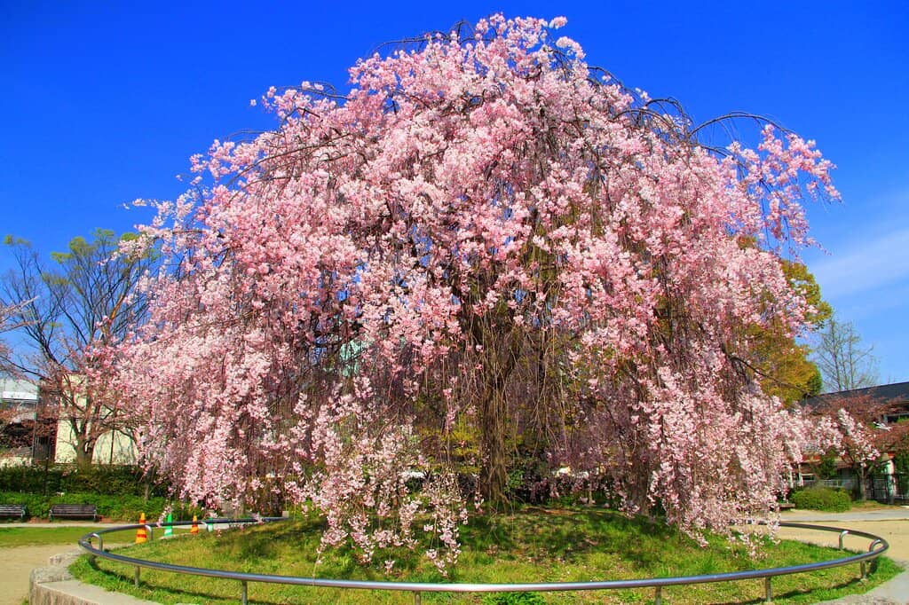 Heian Nominoichi Market