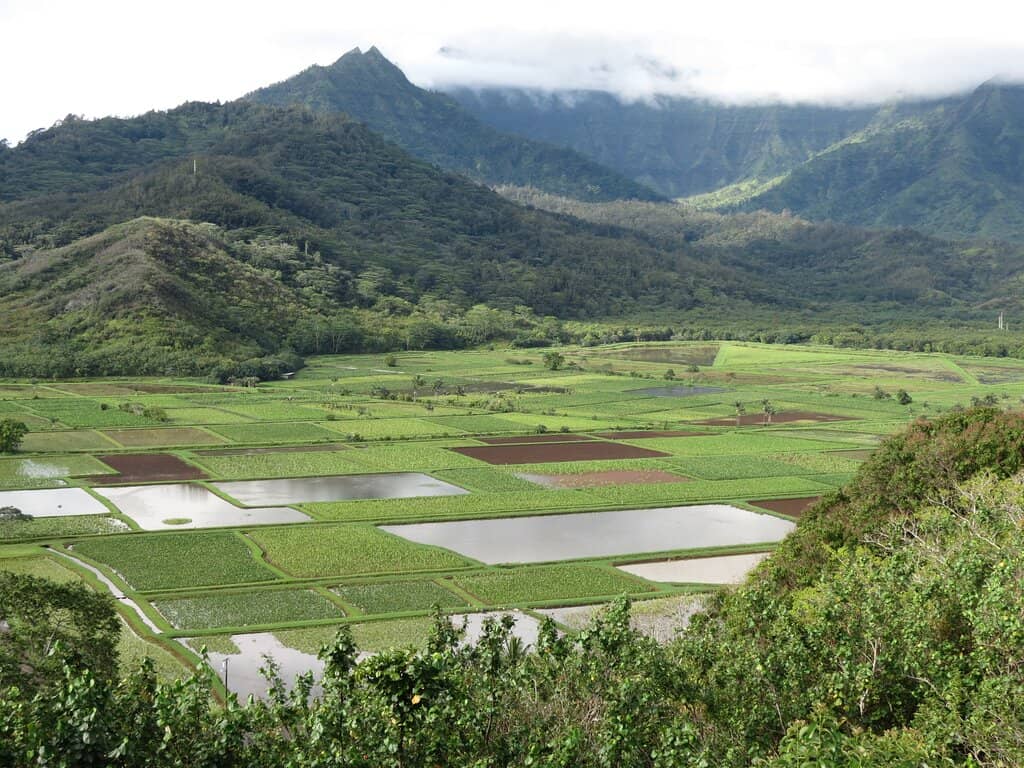Native Bird Sightings