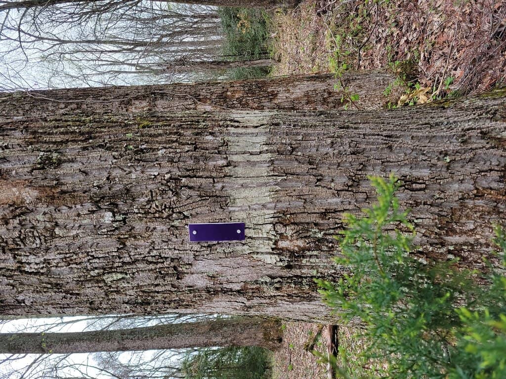 Old-Growth Forests