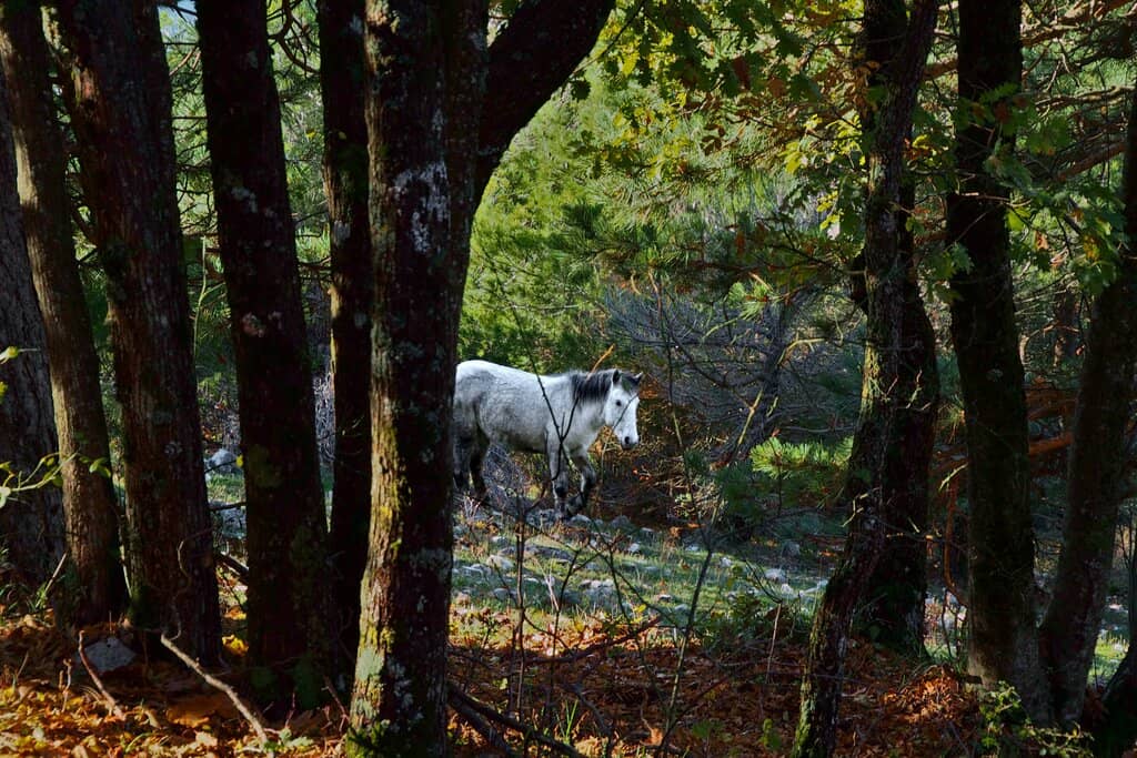 Grotta della Ciauchella