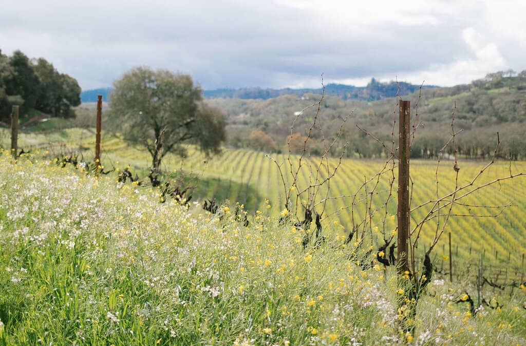 In the Vineyard with Ames Tour