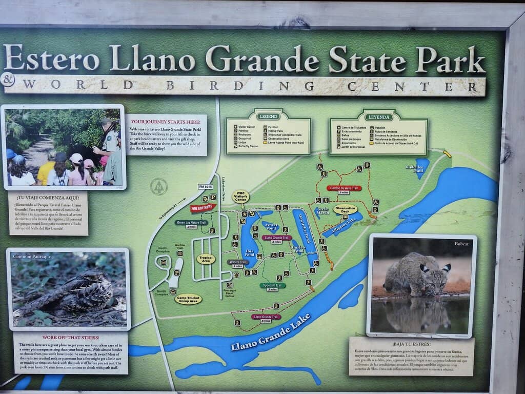 Alligator Encounters