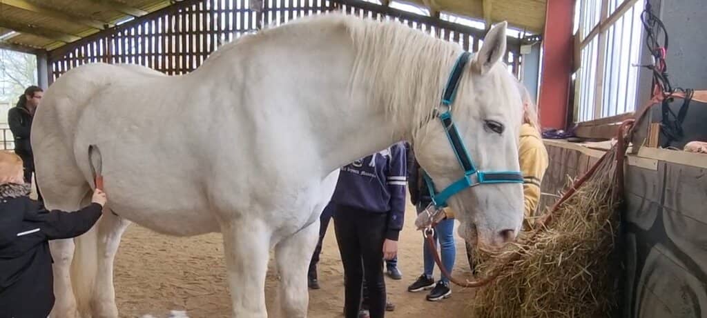 Interactive Grooming Sessions