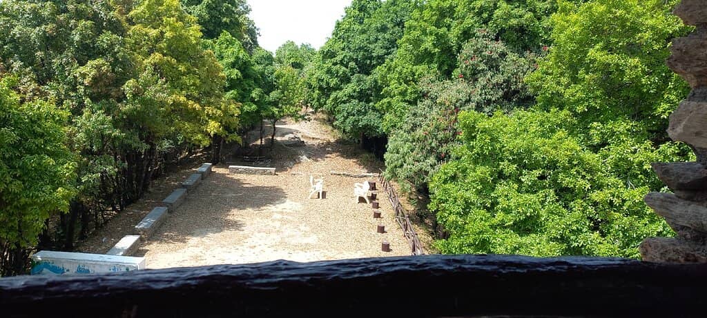 Serene Oak Forest Trek