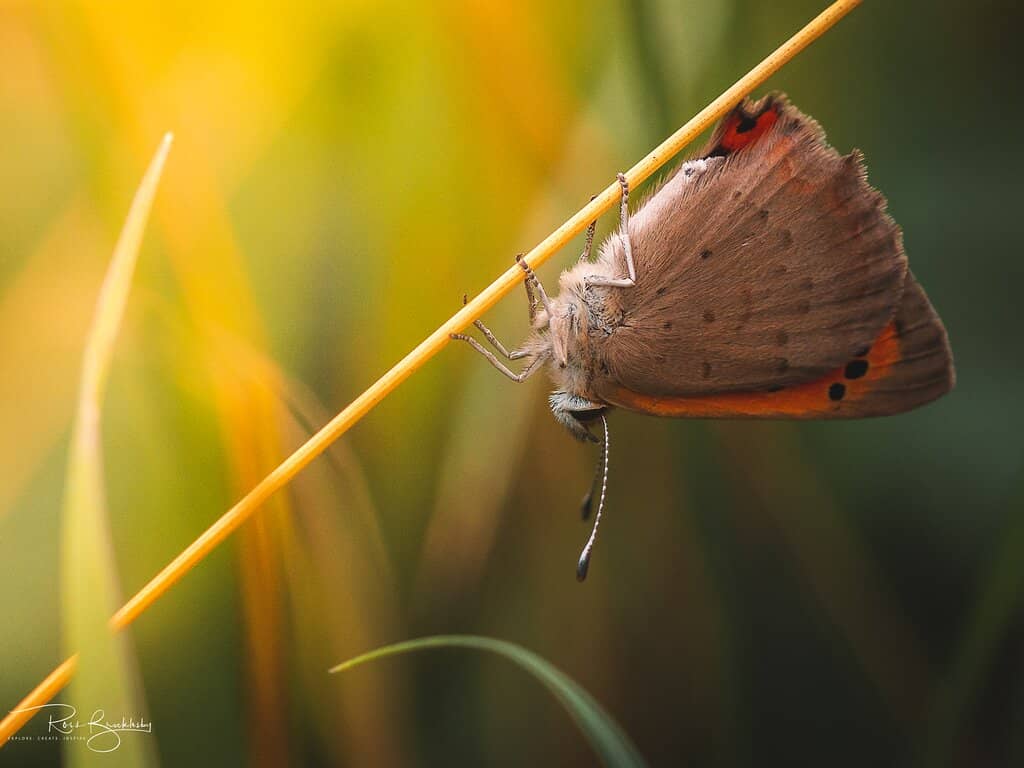 Birdwatching Paradise