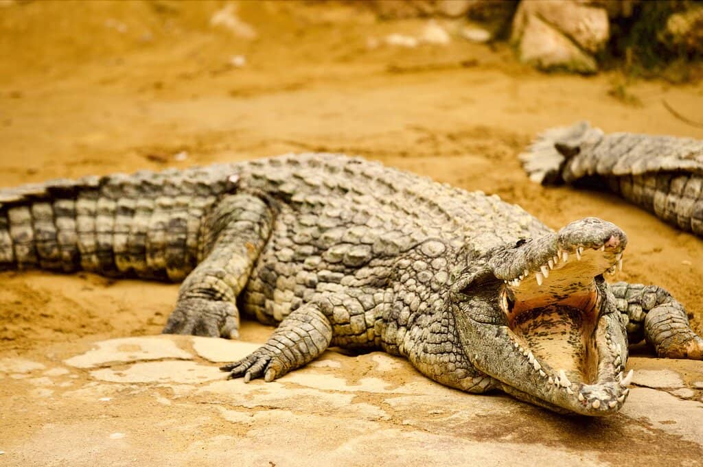 Children's Play Areas