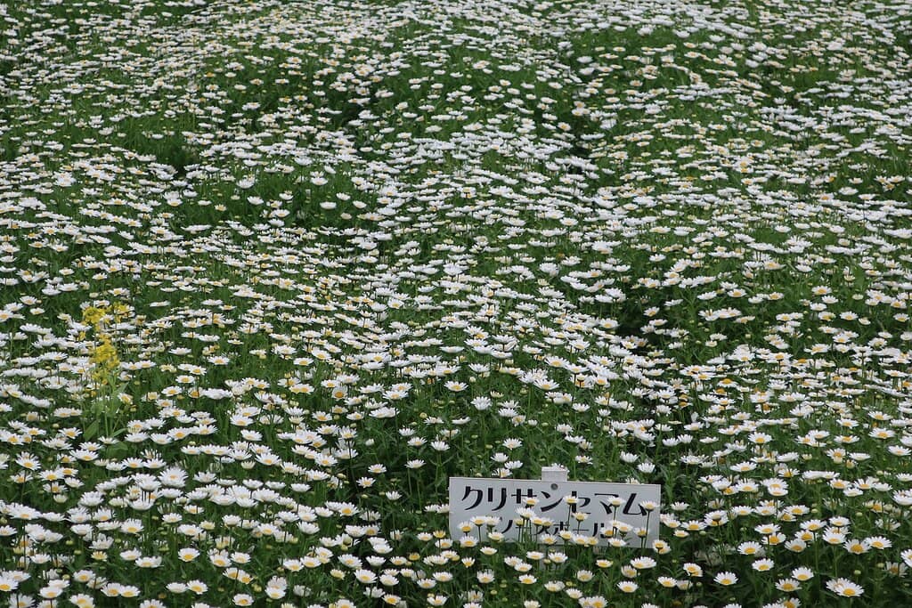 Ikeda Castle Ruins Park