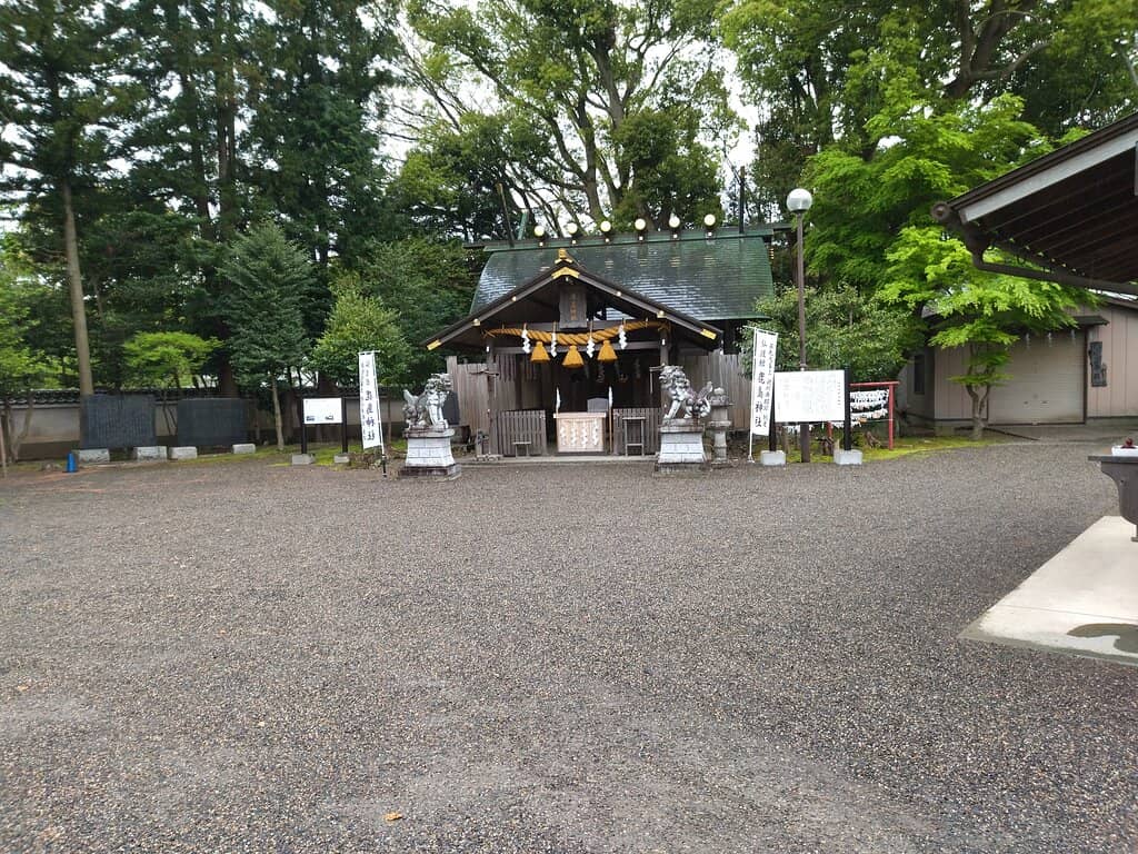 Ancient Cedar Forest