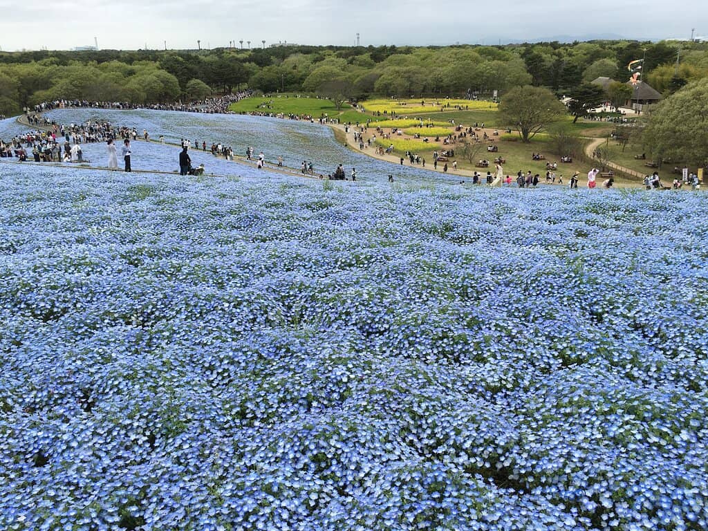 Baby Blue Eyes Fields