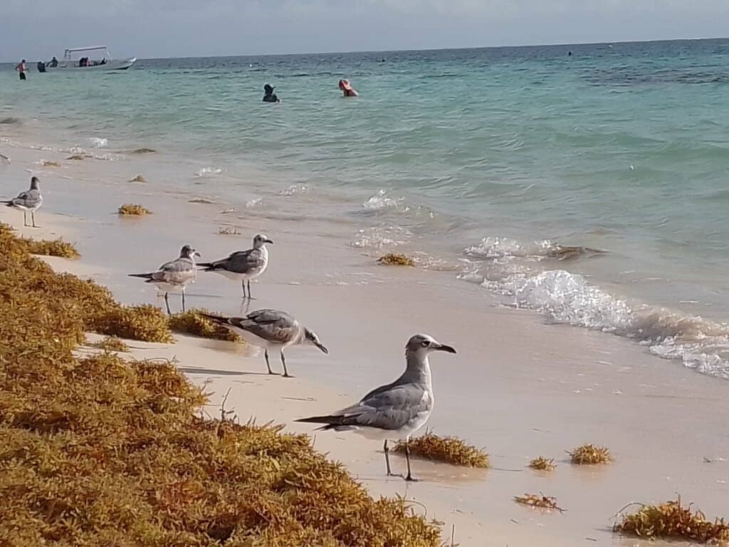 Beach Club Relaxation