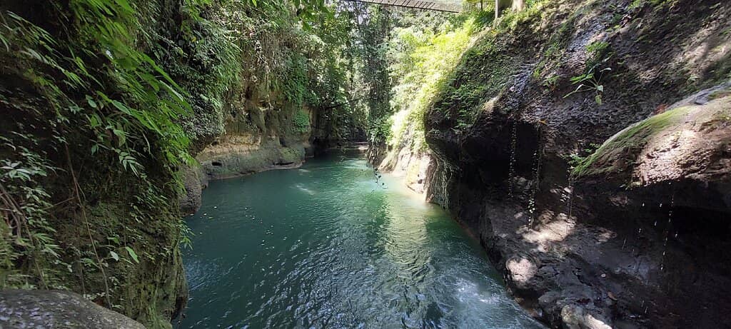 Scenic Rainforest Hike