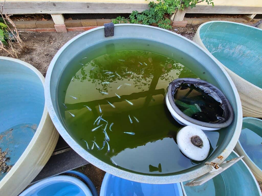 Vibrant Rose Gardens