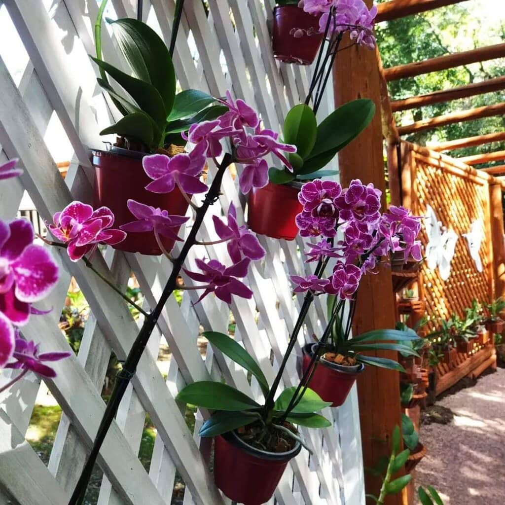 Half-Timbered Houses