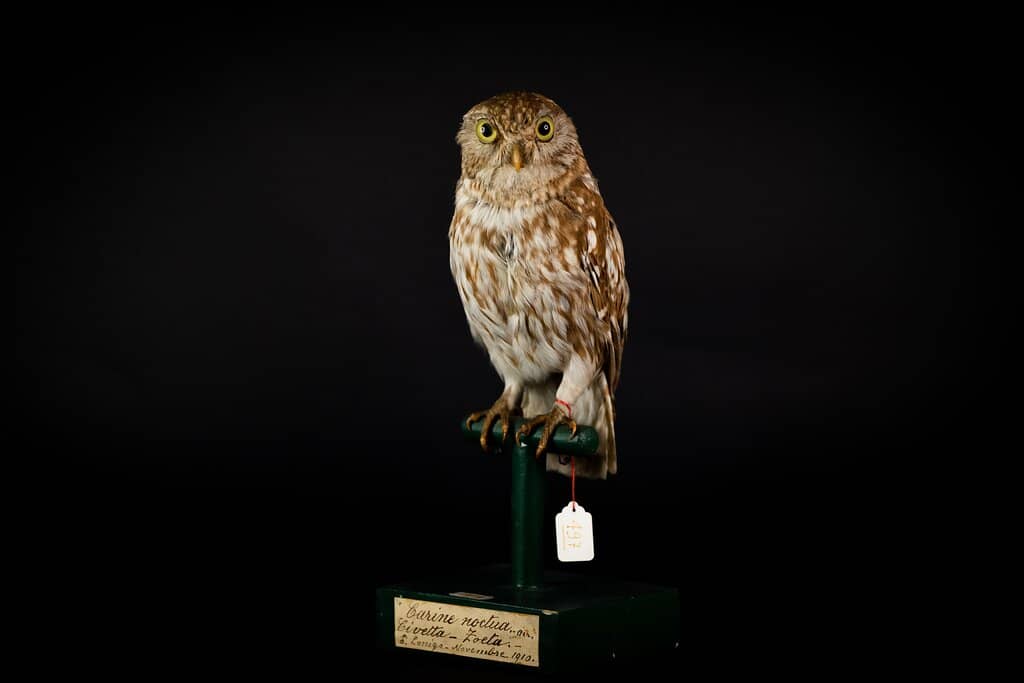 Period Furnishings and Art