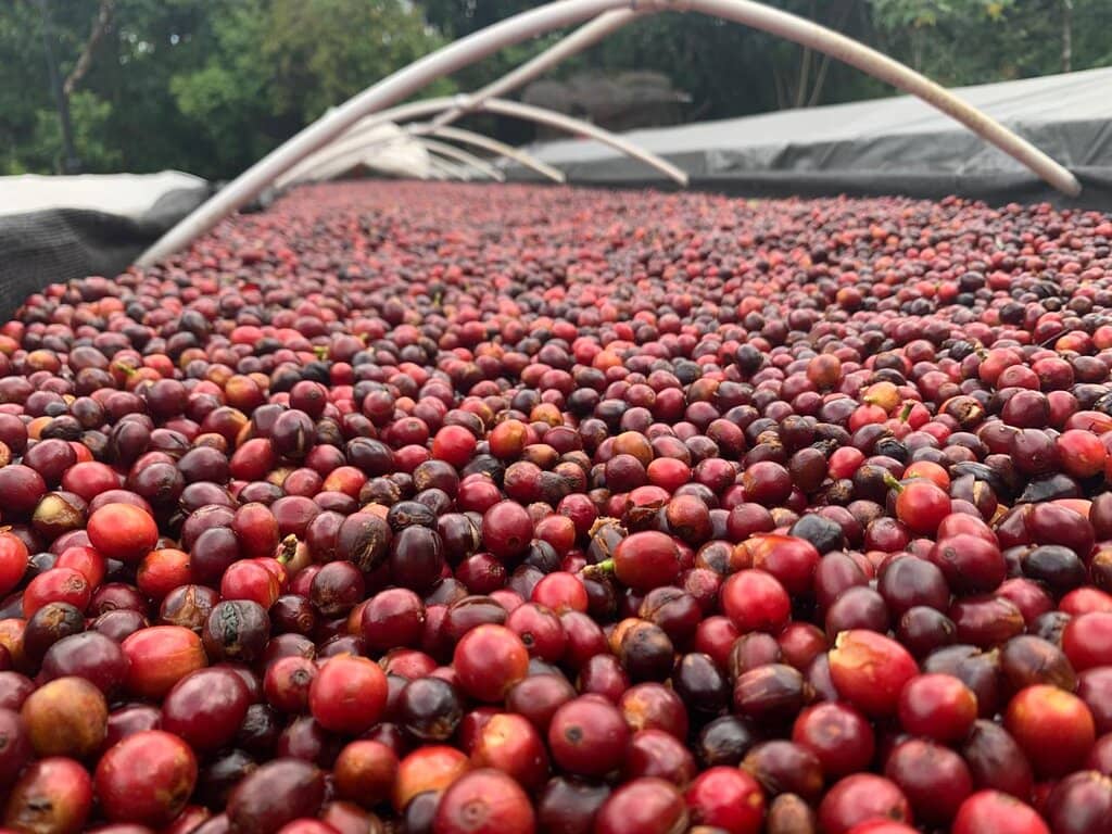 Carlos's Amazing Tour