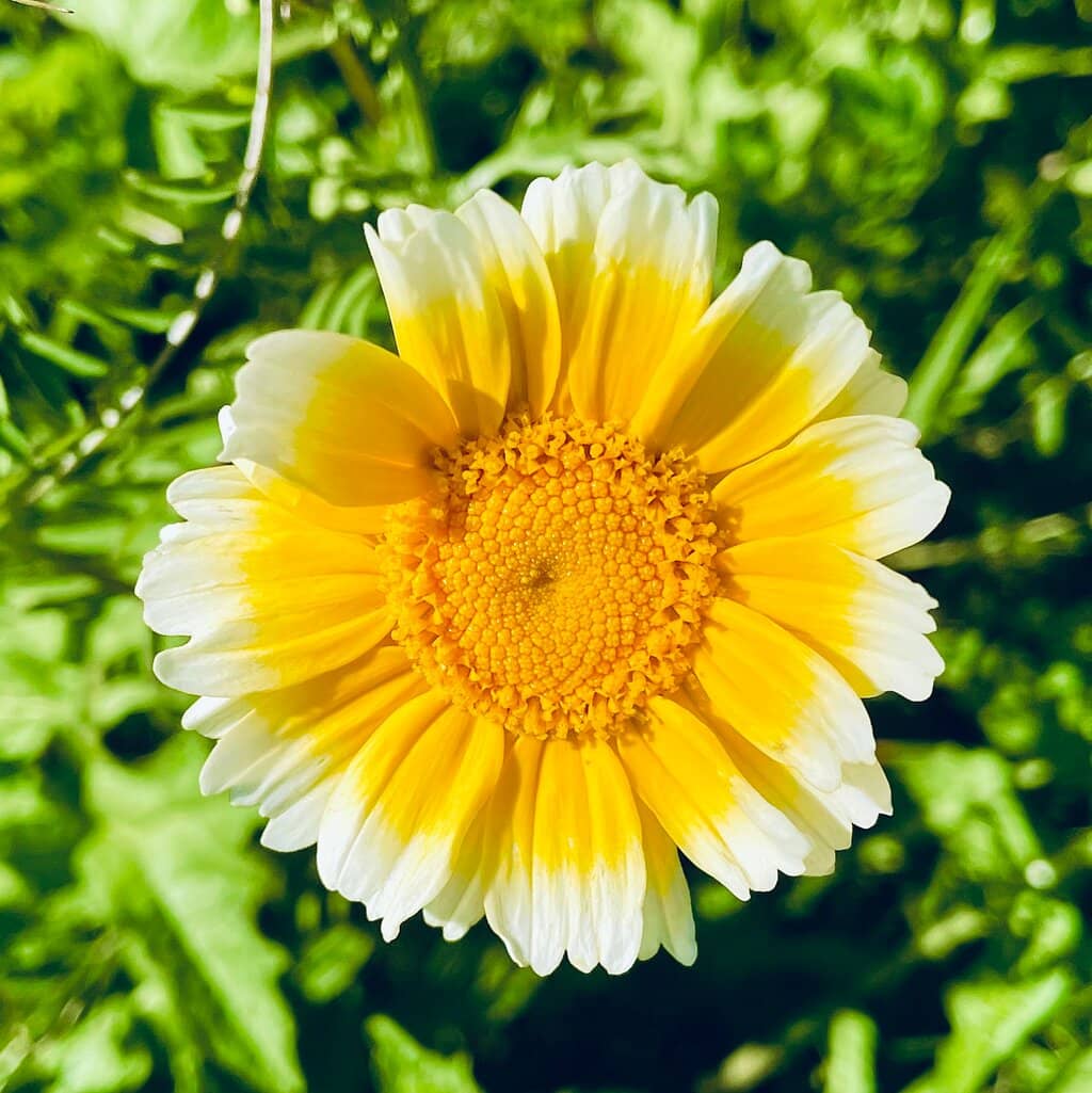 Live Music Spectacles