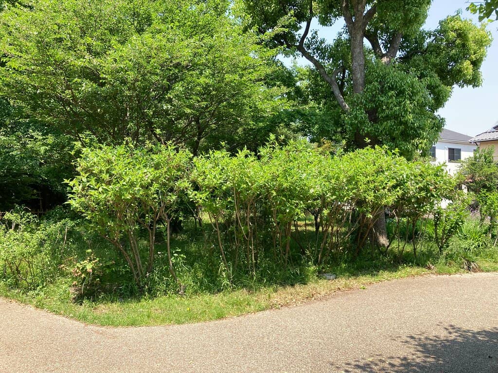 Vibrant Autumn Flowers