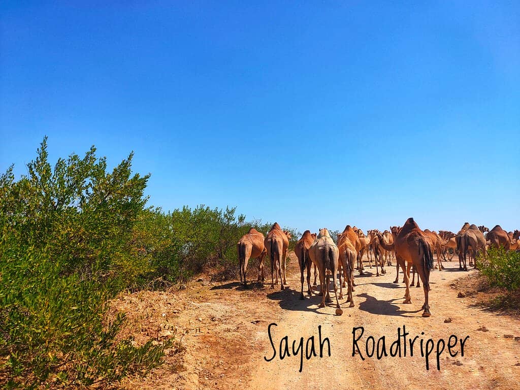 Cloud-Kissed Heights