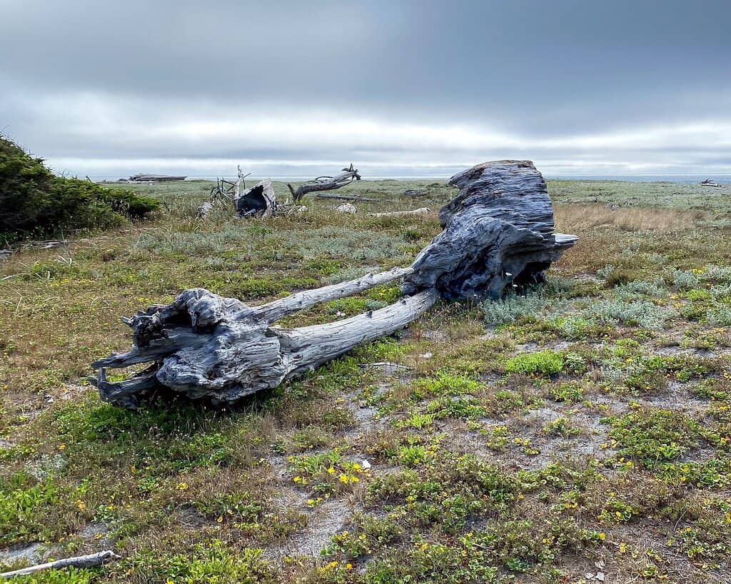 Free Beach Wheelchair Rental