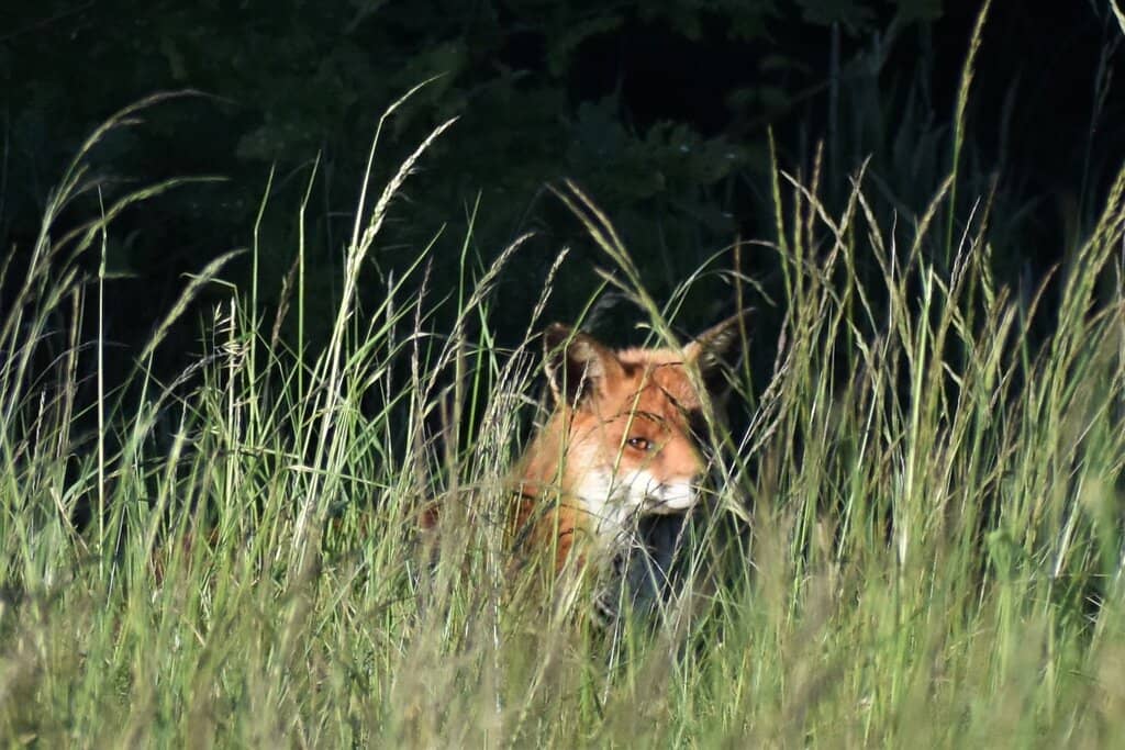 Tranquil Meadow Walks