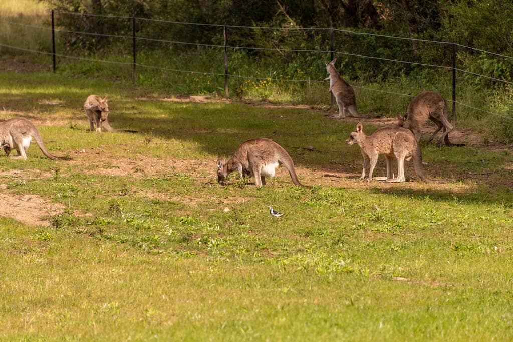 Prospect Loop Cycleway