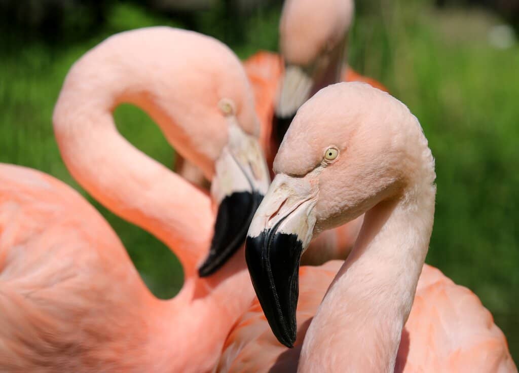 African Avian Aviary