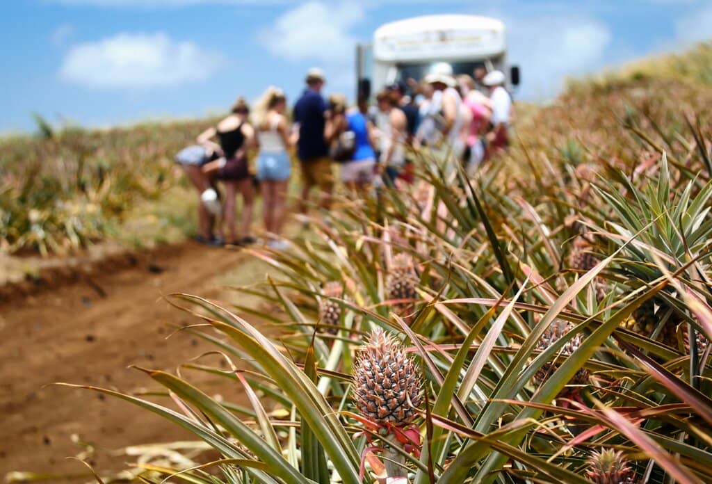 Maui Gold Pineapple Tasting