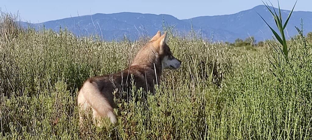 Stunning Mountain Vistas