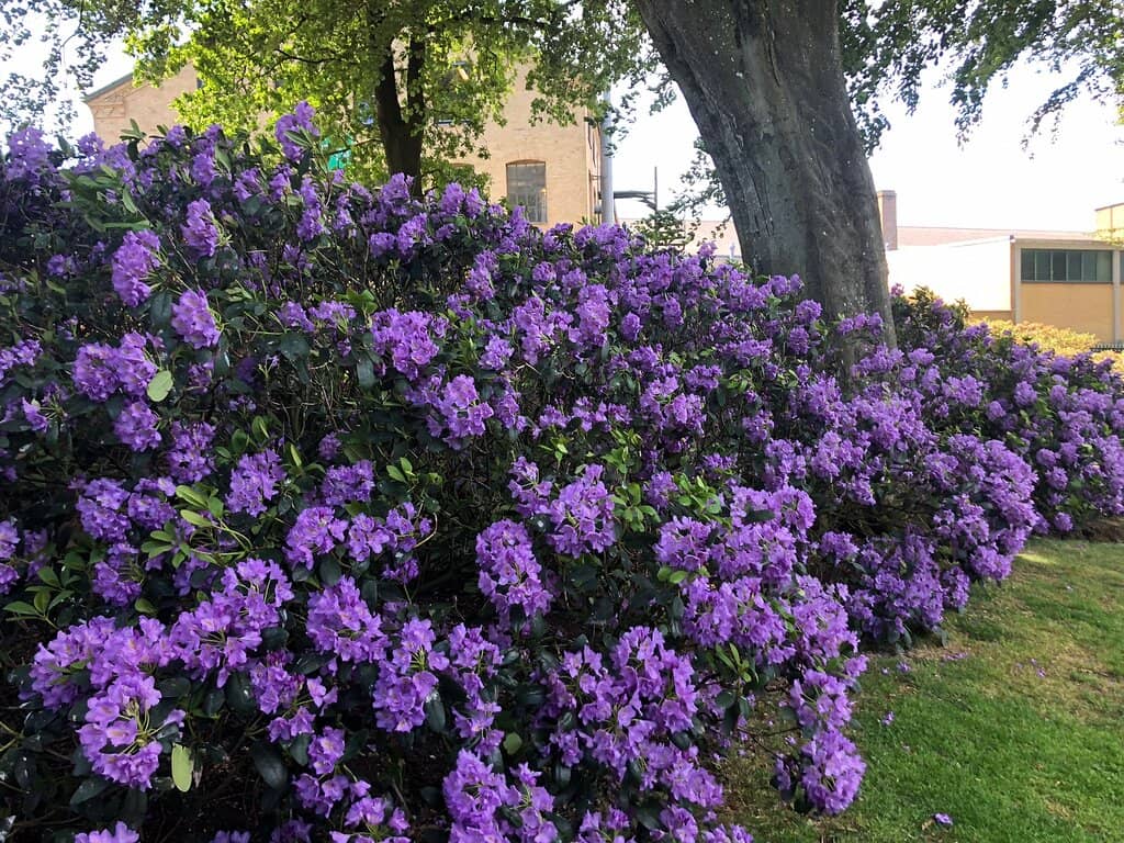 Peaceful Dog Walking Trails