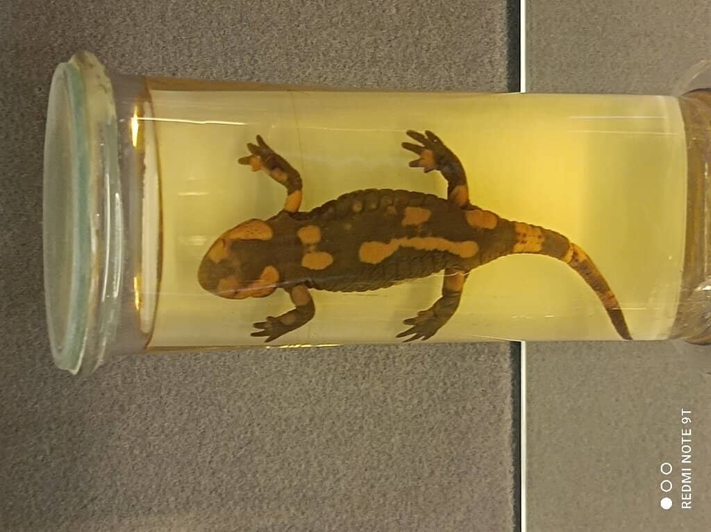 Chiesa S. Giuseppe Bell Tower View